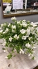 florist-_2